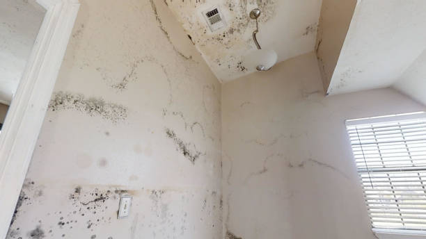 Best Air Quality Testing for Mold Spores  in Clare, MI