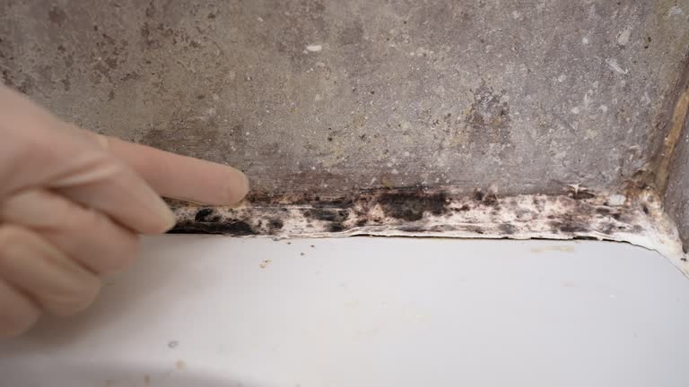 Best Commercial Mold Inspection  in Clare, MI